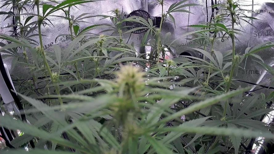 Hawaii goes to Germany