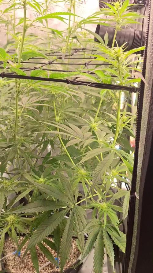 Hawaii goes to Germany