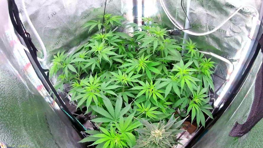 Hawaii goes to Germany