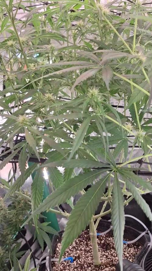 Hawaii goes to Germany