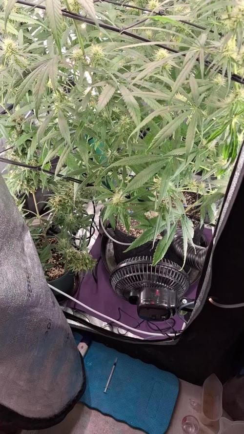 Hawaii goes to Germany