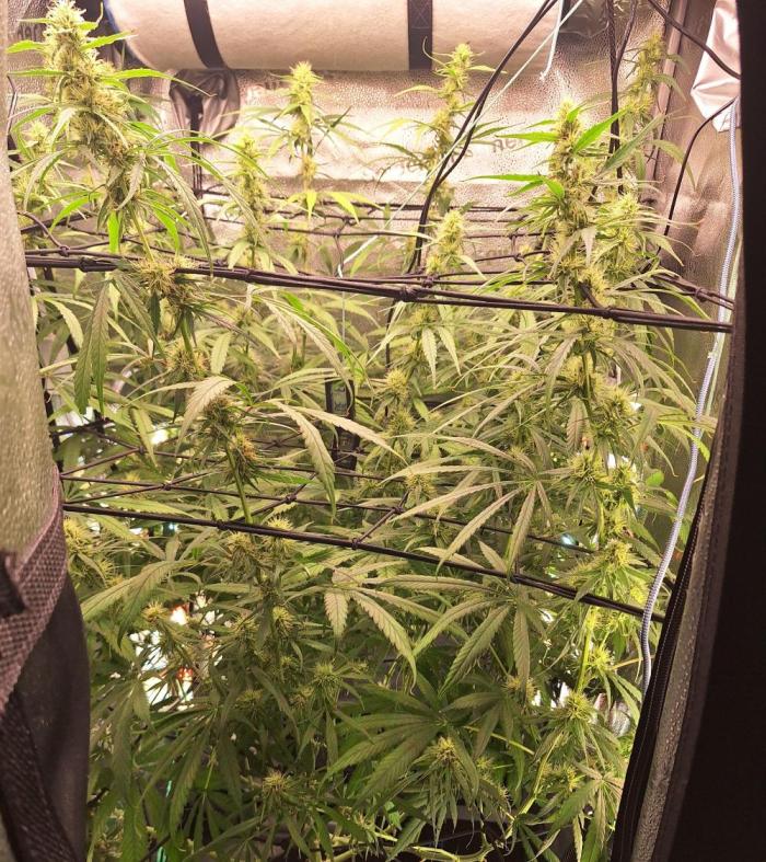 Hawaii goes to Germany. Week 12