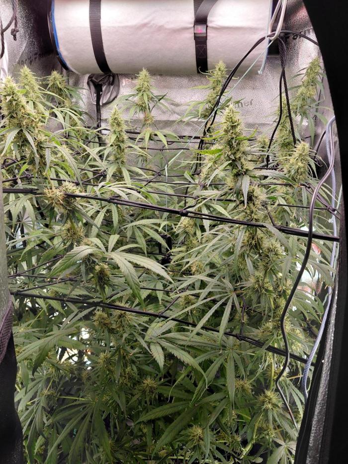 Hawaii goes to Germany. Week 13