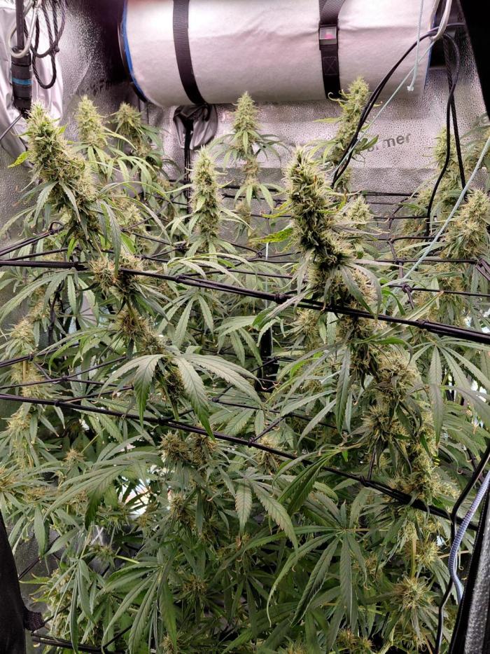 Hawaii goes to Germany. Week 14