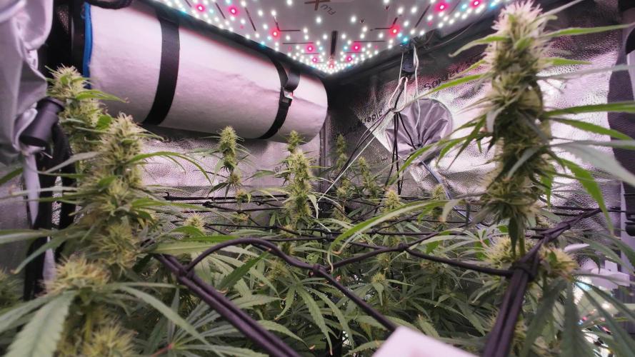 Hawaii goes to Germany