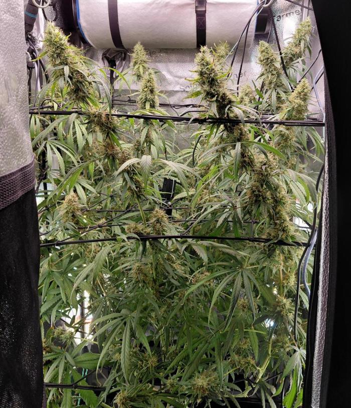 Hawaii goes to Germany. Week 15