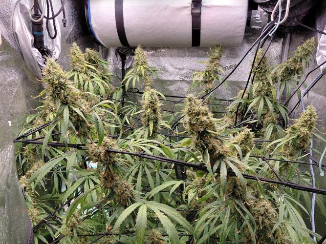 Hawaii goes to Germany. Week 16