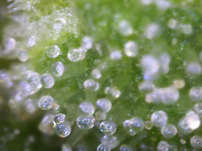 Hawaii goes to Germany. Week 16