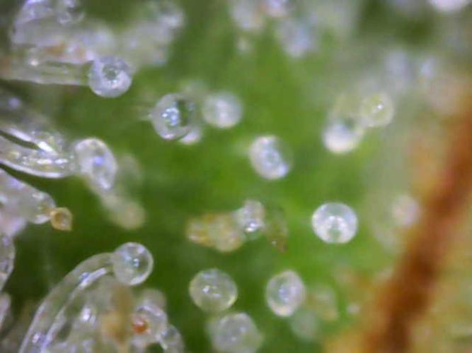 Hawaii goes to Germany. Week 16