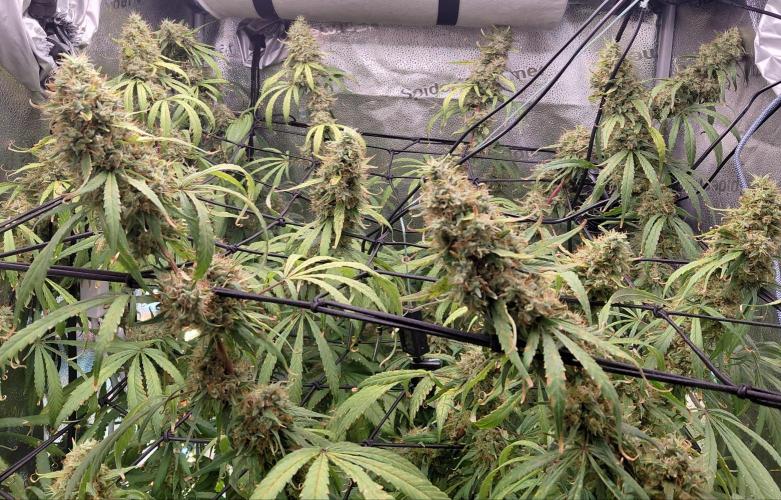 Hawaii goes to Germany. Week 17