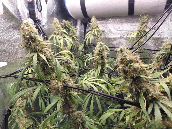 Hawaii goes to Germany. Week 17