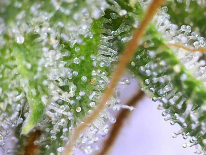 Hawaii goes to Germany. Week 17