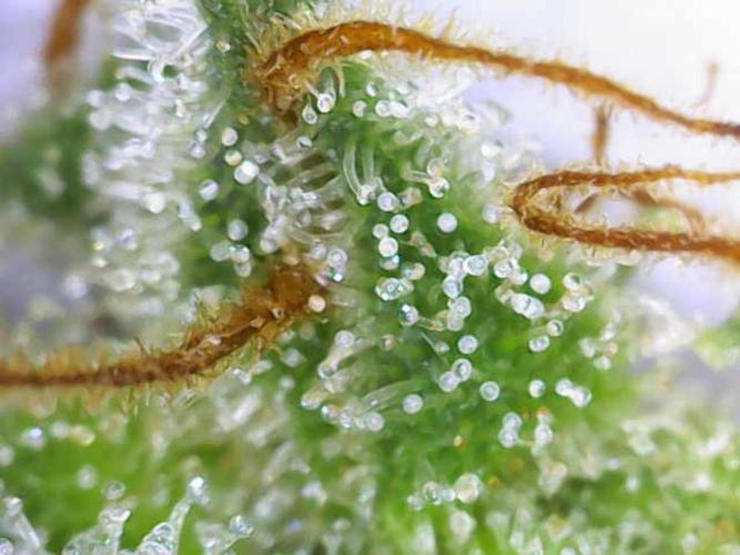 Hawaii goes to Germany. Week 17