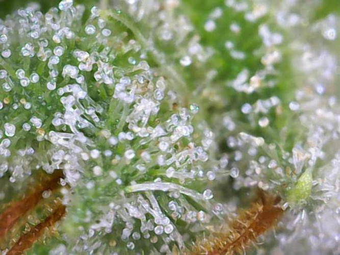 Hawaii goes to Germany. Week 17