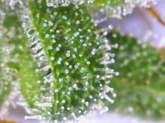 Hawaii goes to Germany. Week 17