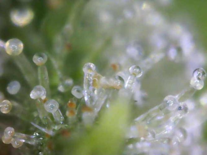 Hawaii goes to Germany. Week 17