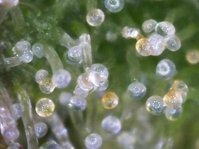 Hawaii goes to Germany. Week 17