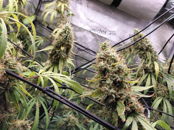 Hawaii goes to Germany. Week 18