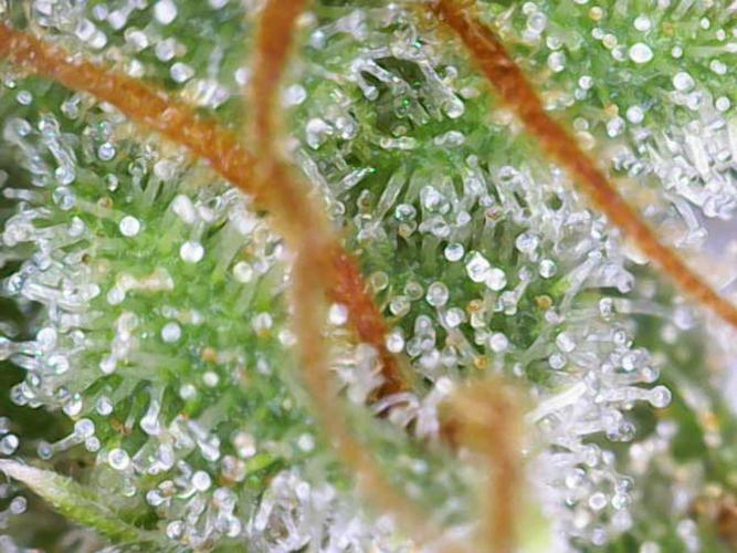 Hawaii goes to Germany. Week 18