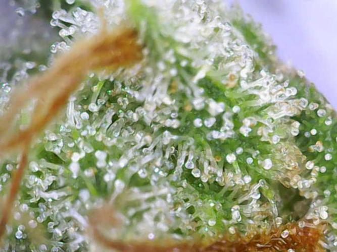 Hawaii goes to Germany. Week 18