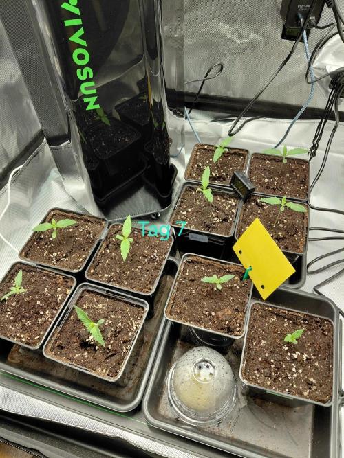 mix-grow. Week 0