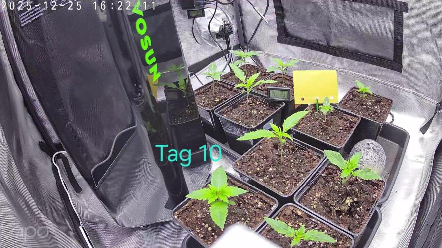 AI mix-grow. Week 1
