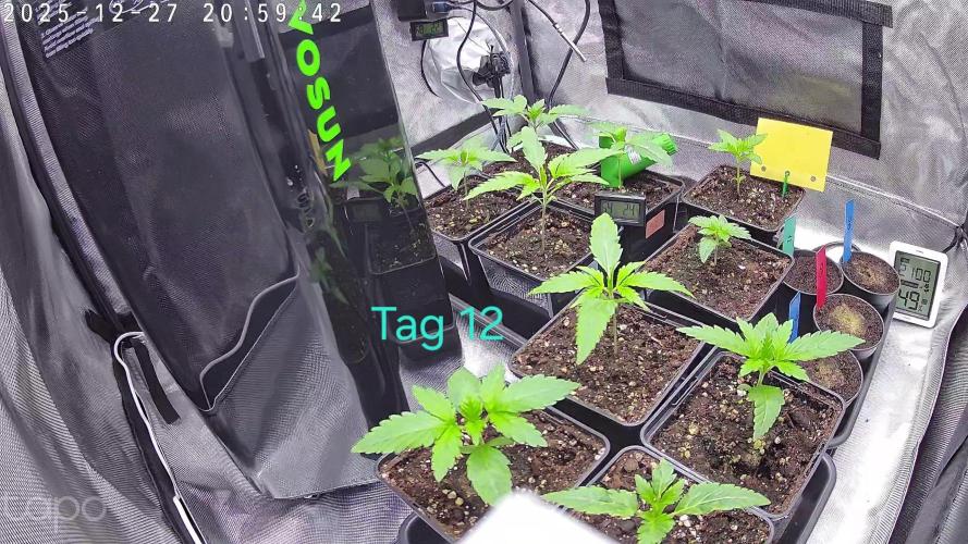 AI mix-grow. Week 1