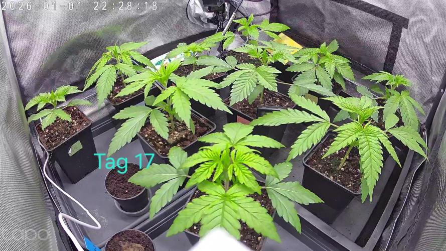 AI mix-grow. Week 2 - Vegi Tag 8