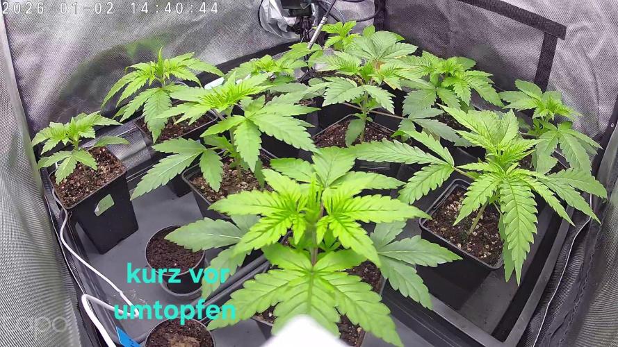 AI mix-grow. Week 2 - Vegi Tag 9