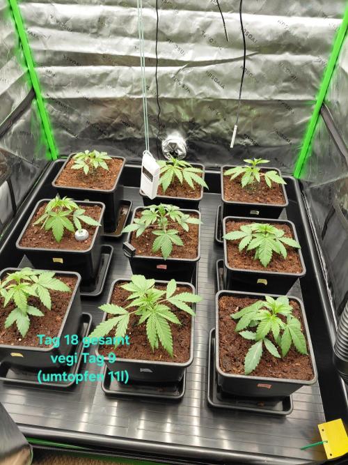 AI mix-grow. Week 2