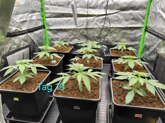 AI mix-grow. Week 2