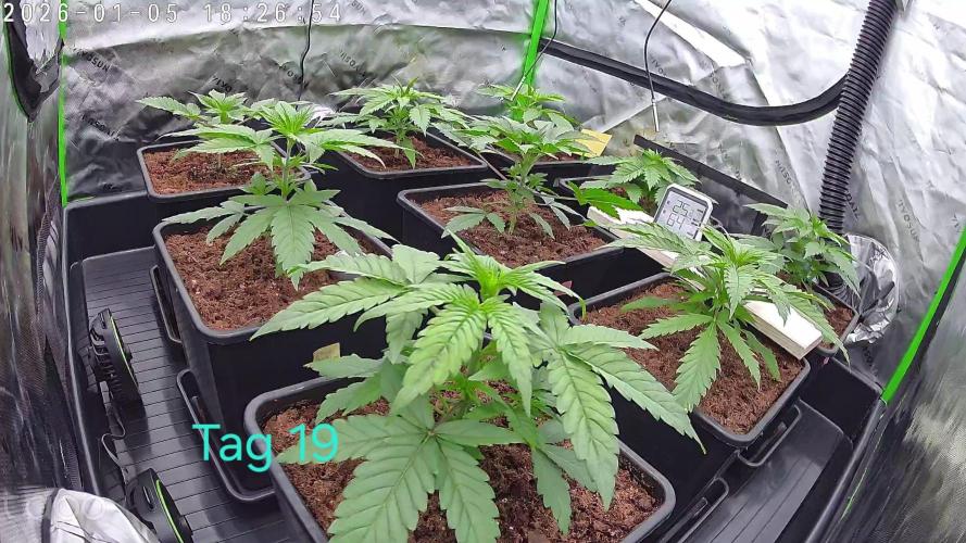 AI mix-grow. Week 2