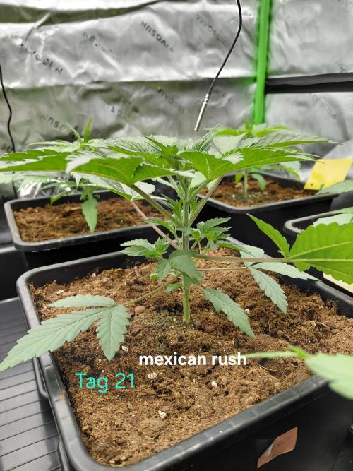 AI mix-grow. Week 2