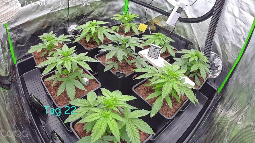 AI mix-grow. Week 2
