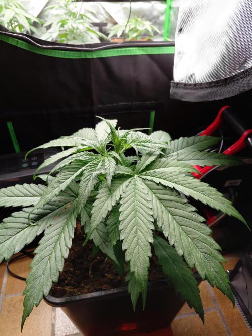 AI mix-grow. Week 3