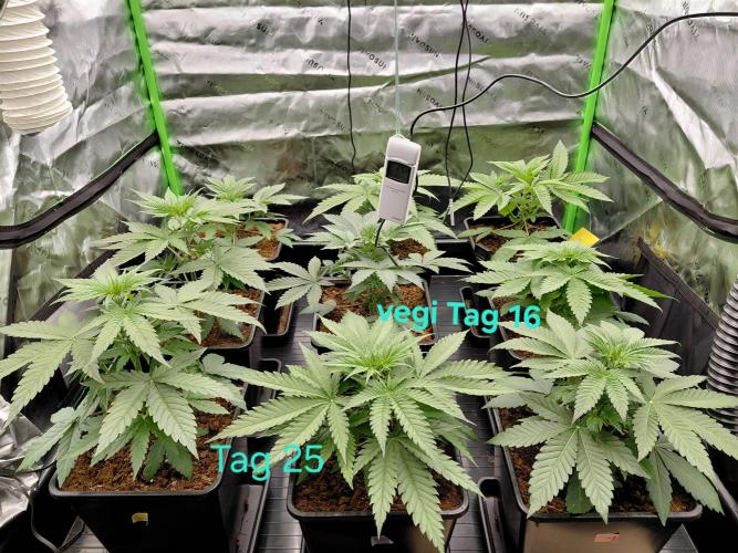 AI mix-grow. Week 3
