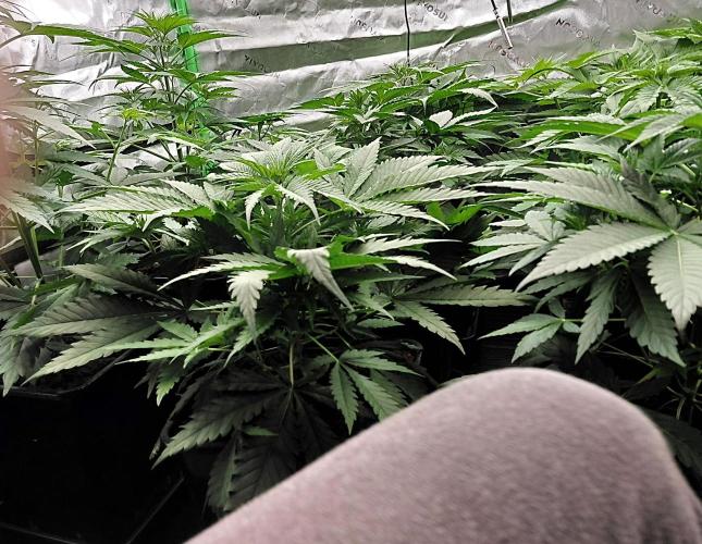 AI mix-grow. Week 3 - chillen