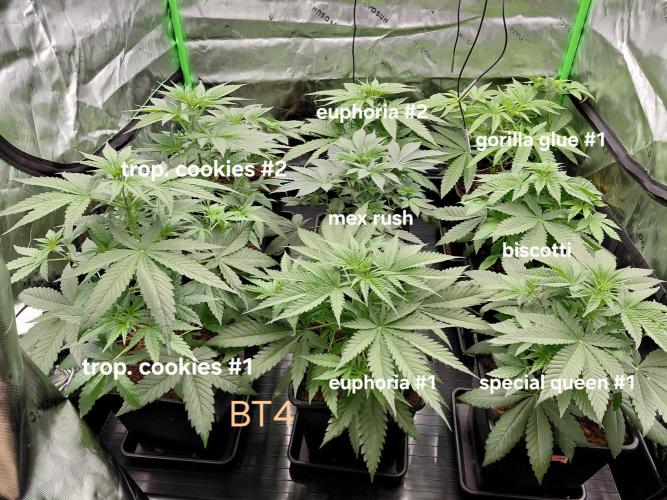 AI mix-grow. Week 3