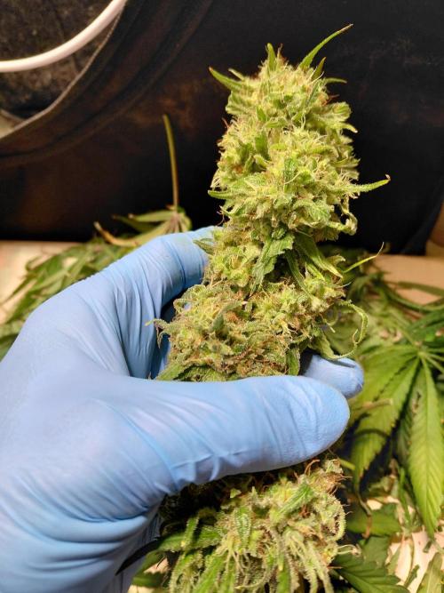 Hawaii goes to Germany. Week 20