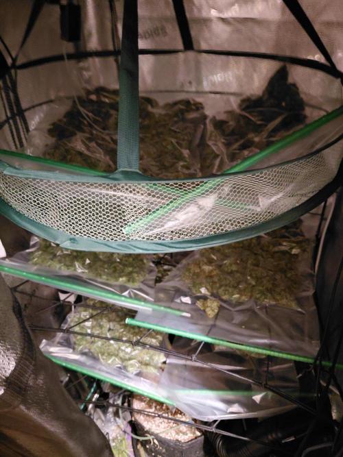 Hawaii goes to Germany. Week 20