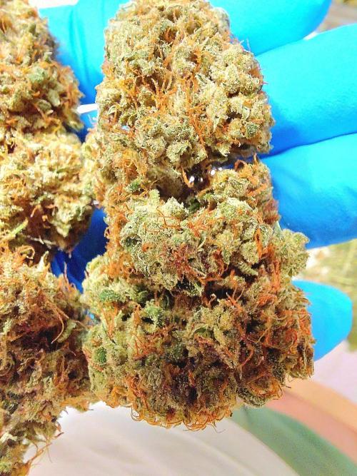 Hawaii goes to Germany. Week 20