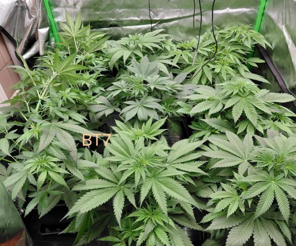 Rumble in the Jungle (AI). Week 4