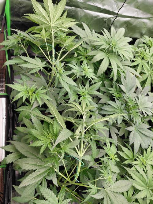 Rumble in the Jungle (AI). Week 4