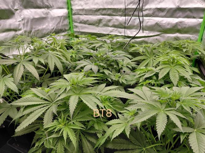 Rumble in the Jungle (AI). Week 4