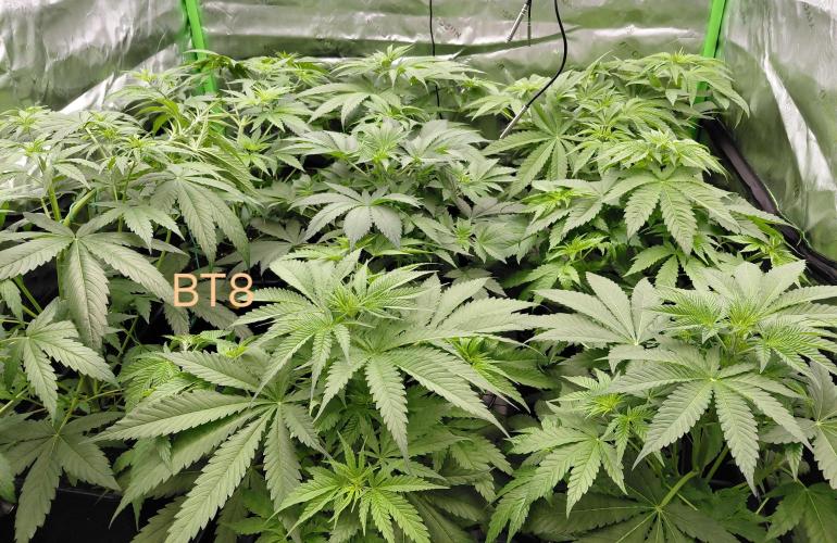 Rumble in the Jungle (AI). Week 4