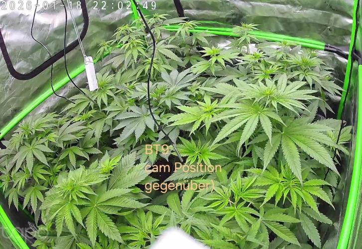 Rumble in the Jungle (AI). Week 4