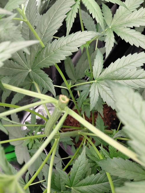 Rumble in the Jungle (AI). Week 4