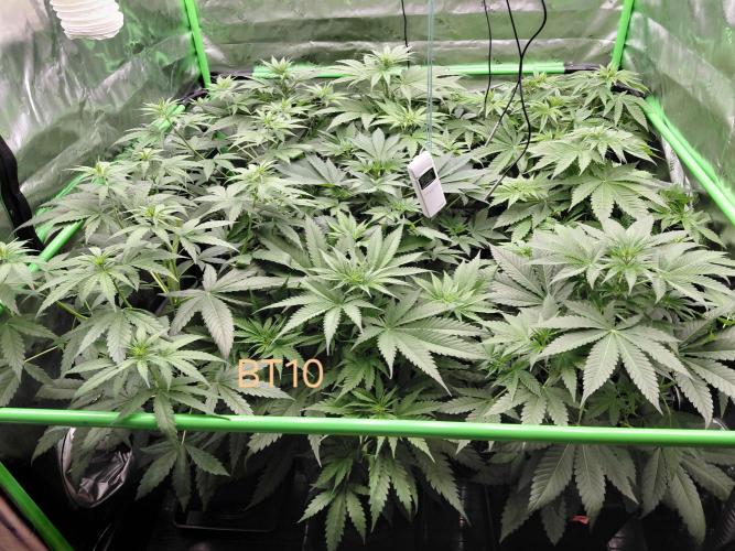 Rumble in the Jungle (AI). Week 4