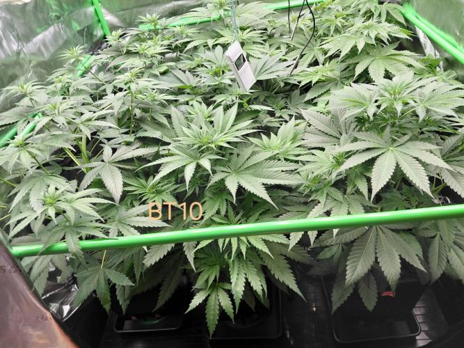 Rumble in the Jungle (AI). Week 4