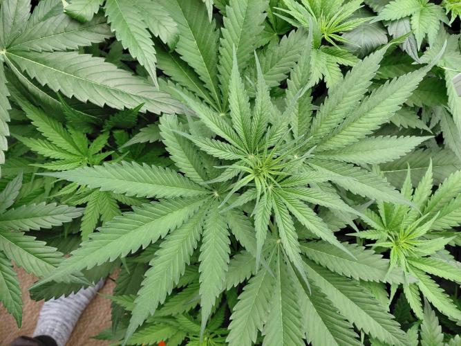 Rumble in the Jungle (AI). Week 4